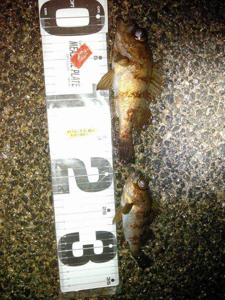 イソメ?小雨?そんなの関係ねぇの巻